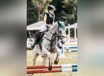 Łotewski koń gorącokrwisty, Klacz, 12 lat, 158 cm, Siwa w hreczce