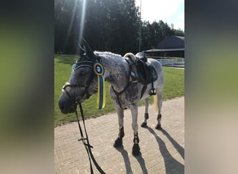 Łotewski koń gorącokrwisty, Klacz, 12 lat, 158 cm, Siwa w hreczce