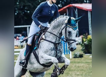 Łotewski koń gorącokrwisty, Klacz, 12 lat, 158 cm, Siwa w hreczce