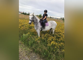 Łotewski koń gorącokrwisty, Klacz, 12 lat, 158 cm, Siwa w hreczce