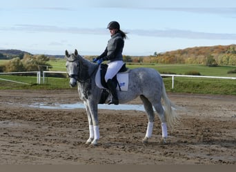 Łotewski koń gorącokrwisty, Klacz, 12 lat, 158 cm, Siwa w hreczce