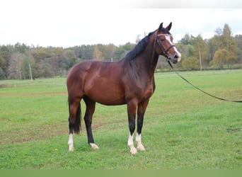 Łotewski koń gorącokrwisty, Klacz, 6 lat, 170 cm, Gniada