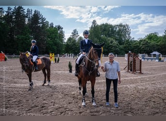 Łotewski koń gorącokrwisty, Klacz, 6 lat, 170 cm, Gniada