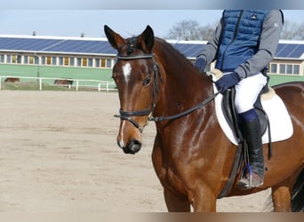 Łotewski koń gorącokrwisty, Klacz, 7 lat, 172 cm, Gniada