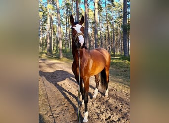 Łotewski koń gorącokrwisty, Klacz, 9 lat, 180 cm, Gniada