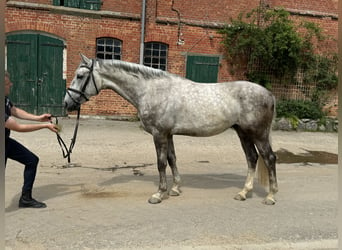 Łotewski koń gorącokrwisty, Ogier, 4 lat, 165 cm, Siwa