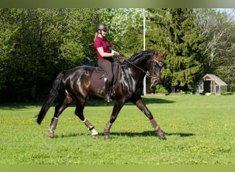 Łotewski koń gorącokrwisty, Wałach, 12 lat, 175 cm, Ciemnogniada