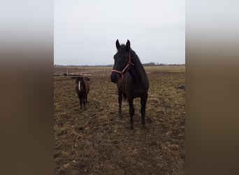 Łotewski koń gorącokrwisty, Wałach, 2 lat, 165 cm, Kara
