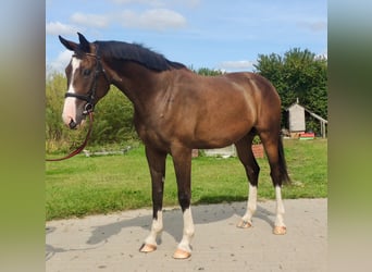 Łotewski koń gorącokrwisty, Wałach, 4 lat, 170 cm, Ciemnogniada