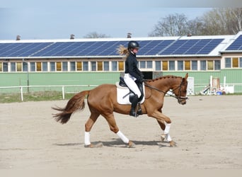 Łotewski koń gorącokrwisty, Wałach, 5 lat, 164 cm, Kasztanowata