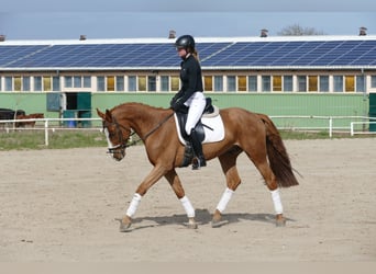 Łotewski koń gorącokrwisty, Wałach, 5 lat, 164 cm, Kasztanowata
