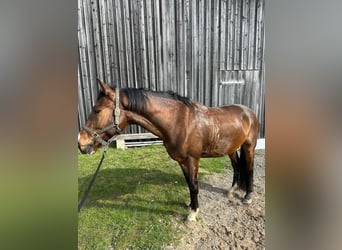 Łotewski koń gorącokrwisty, Wałach, 5 lat, 165 cm, Gniada