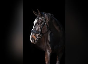 Łotewski koń gorącokrwisty, Wałach, 5 lat, 171 cm, Kara