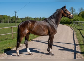 Łotewski koń gorącokrwisty, Wałach, 5 lat, 175 cm, Ciemnogniada