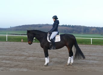 Łotewski koń gorącokrwisty, Wałach, 9 lat, 166 cm, Ciemnogniada