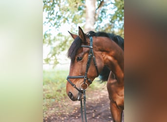 Łotewski koń gorącokrwisty, Wałach, 9 lat, 168 cm, Gniada