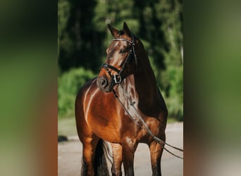 Łotewski koń gorącokrwisty, Wałach, 9 lat, 175 cm, Ciemnogniada