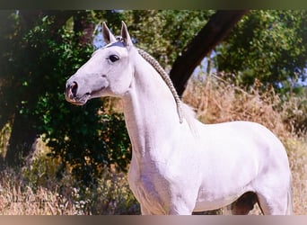 Lusitanien, Étalon, 10 Ans, 160 cm, Gris