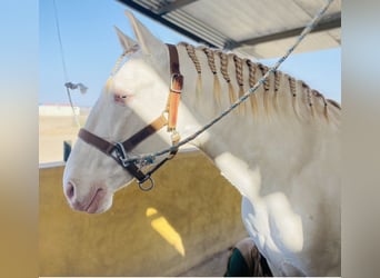 Lusitanien, Étalon, 10 Ans, 163 cm, Cremello