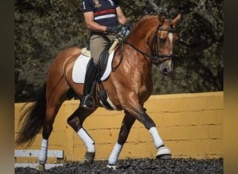 Lusitanien Croisé, Étalon, 10 Ans, 163 cm, Tovero-toutes couleurs