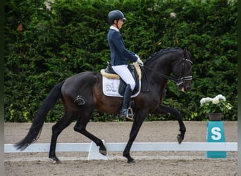 Lusitanien, Étalon, 10 Ans, 164 cm, Noir