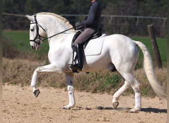 Lusitanien, Étalon, 10 Ans, 165 cm, Gris