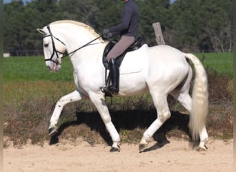 Lusitanien, Étalon, 10 Ans, 165 cm, Gris
