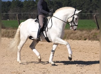 Lusitanien, Étalon, 10 Ans, 165 cm, Gris