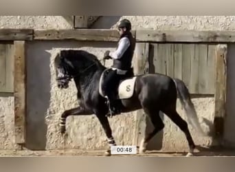 Lusitanien, Étalon, 10 Ans, 168 cm, Gris