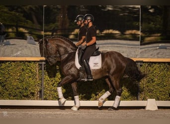 Lusitanien Croisé, Étalon, 10 Ans, 168 cm, Noir