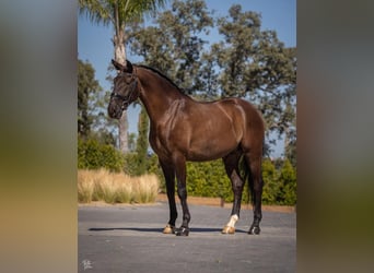 Lusitanien Croisé, Étalon, 10 Ans, 168 cm, Noir