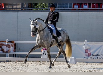 Lusitanien, Étalon, 11 Ans, 163 cm, Gris pommelé