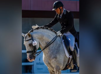 Lusitanien, Étalon, 11 Ans, 163 cm, Gris pommelé