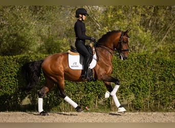 Lusitanien, Étalon, 11 Ans, 165 cm, Bai