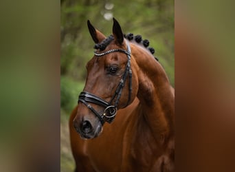 Lusitanien, Étalon, 11 Ans, 165 cm, Bai