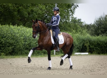 Lusitanien, Étalon, 11 Ans, 165 cm, Bai