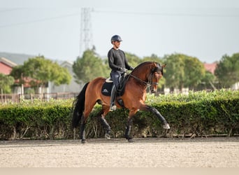 Lusitanien, Étalon, 11 Ans, 165 cm, Bai