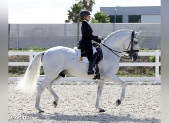 Lusitanien, Étalon, 11 Ans, 165 cm, Gris