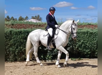 Lusitanien, Étalon, 11 Ans, 165 cm, Gris