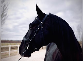 Lusitanien Croisé, Étalon, 11 Ans, 165 cm, Noir