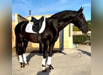 Lusitanien Croisé, Étalon, 11 Ans, 165 cm, Noir