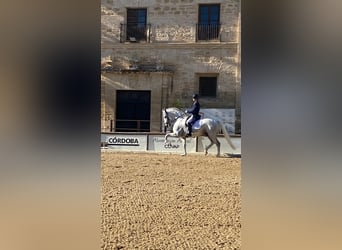 Lusitanien, Étalon, 11 Ans, 166 cm, Gris