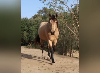 Lusitanien, Étalon, 11 Ans, 168 cm, Buckskin