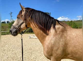 Lusitanien, Étalon, 11 Ans, 168 cm, Buckskin