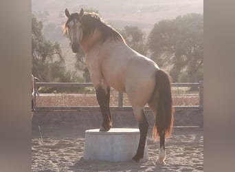 Lusitanien, Étalon, 11 Ans, 168 cm, Buckskin