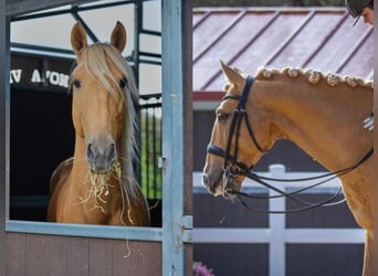 Lusitanien, Étalon, 12 Ans, 158 cm, Palomino