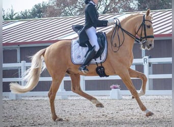 Lusitanien, Étalon, 12 Ans, 158 cm, Palomino