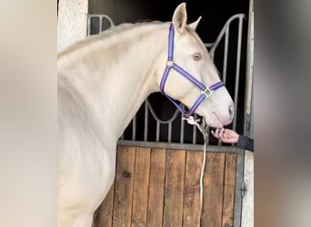 Lusitanien, Étalon, 12 Ans, 162 cm, Cremello