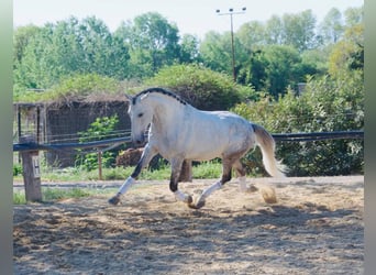 Lusitanien, Étalon, 12 Ans, 163 cm, Gris