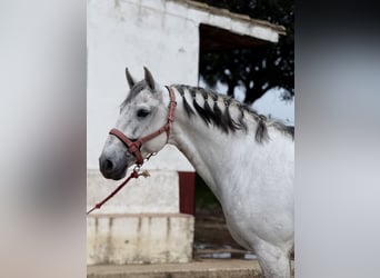 Lusitanien, Étalon, 12 Ans, 165 cm, Gris